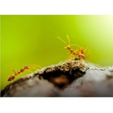Insight Pest Solutions, Kettering
