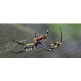 Insight Pest Solutions, Kettering