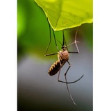 Insight Pest Solutions, Kettering