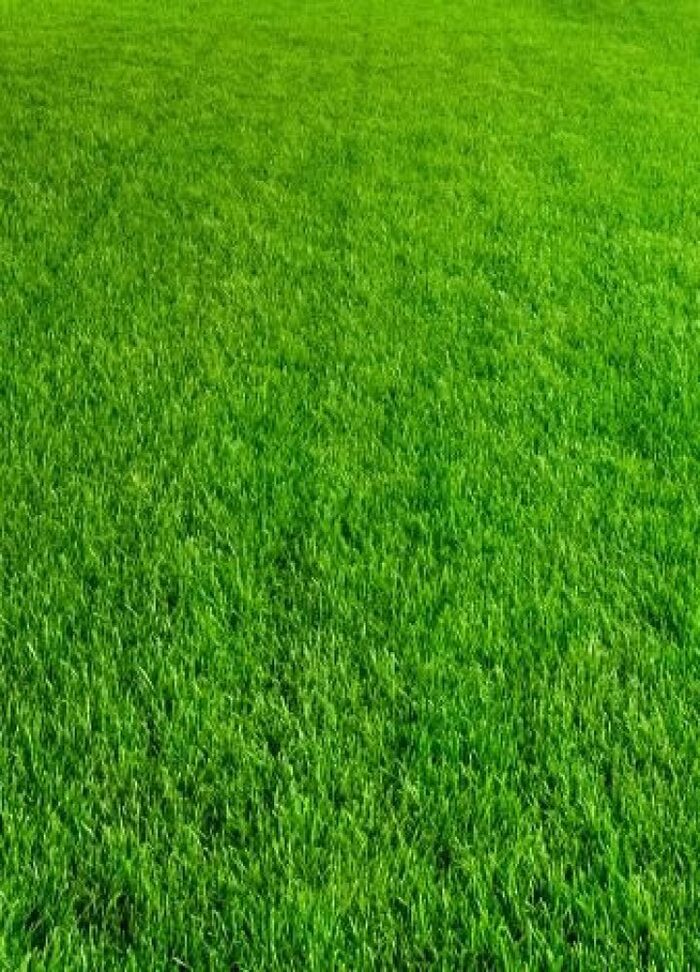  Profile Photos of Artificial Grass & Sports Courts 3667 Omec Park Drive - Photo 2 of 3