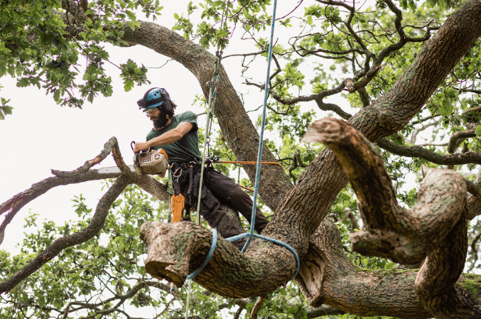  New Album of Ithaca Tree Service 423 N Geneva St - Photo 12 of 18
