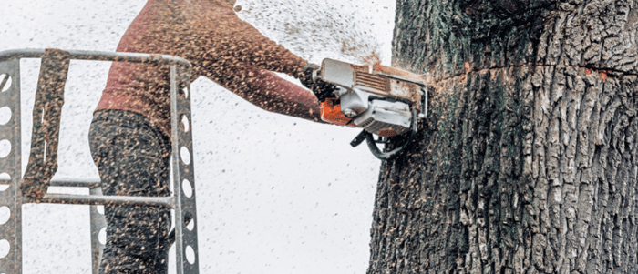  New Album of Ithaca Tree Service 423 N Geneva St - Photo 1 of 18