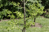 Ithaca Tree Service, Ithaca