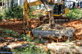 Ithaca Tree Service, Ithaca
