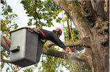 Ithaca Tree Service, Ithaca