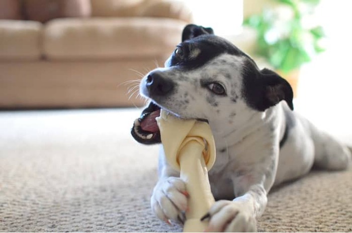  Profile Photos of Every Dog's Dream PO Box 1033 - Photo 3 of 4