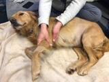  West Park Animal Hospital 4117 Rocky River Drive 