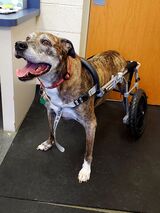  West Park Animal Hospital 4117 Rocky River Drive 