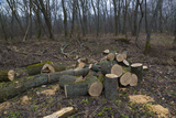 Augusta Tree Pros, Augusta