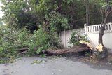 Augusta Tree Pros, Augusta