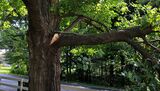 City On The Move Tree Service, Jacksonville