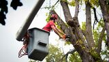 City On The Move Tree Service, Jacksonville