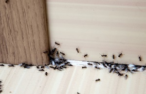  Profile Photos of Fort Bend Pest Control Experts 11707 W Airport Blvd - Photo 3 of 4
