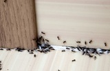 Fort Bend Pest Control Experts, Meadows Place