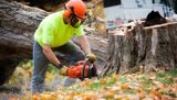 Sun City Tree Service, El Paso
