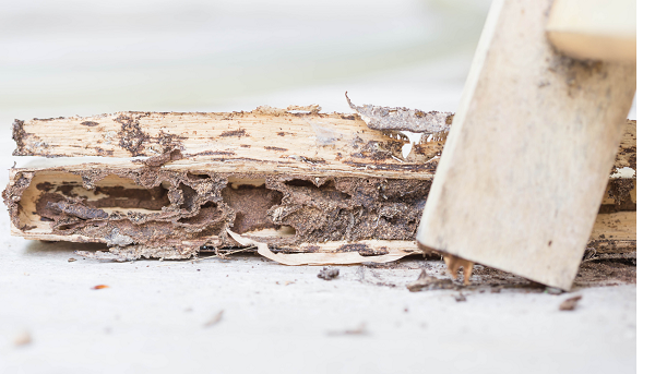  New Album of Bluegrass State Termite Removal Experts 4600 Shelbyville Rd - Photo 3 of 4