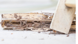  Bluegrass State Termite Removal Experts 4600 Shelbyville Rd 