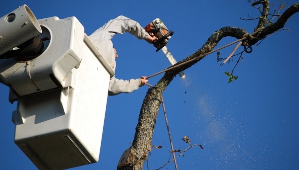  Profile Photos of Seven Hills Tree Service 3920 Wards Rd - Photo 1 of 1