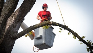  New Album of Great Water Tree Service 2000 Plymouth Rd - Photo 1 of 4