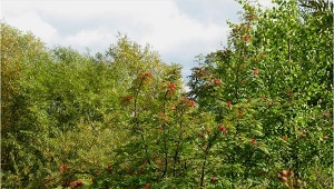  New Album of Great Water Tree Service 2000 Plymouth Rd - Photo 2 of 4
