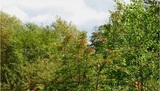 Great Water Tree Service, Minnetonka