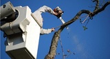 Great Water Tree Service, Minnetonka