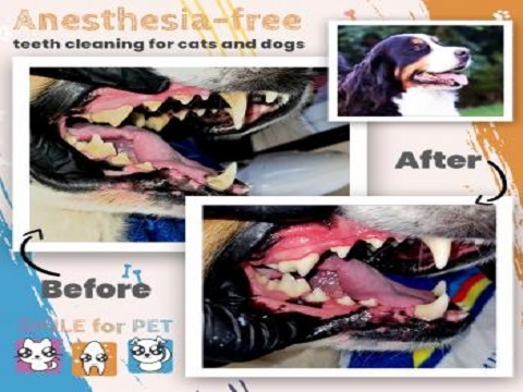  Profile Photos of Smile4pet Serving area - Photo 2 of 3