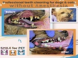 Smile4pet, Cromwell