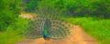  Tour East Lanka Ltd 24 1/1, Flower Road 