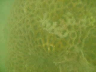 Video_Bangladesh_Coxs Bazar_St. Martin Diving 02.AVI