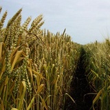 New Album of Cedar Crest Acres Inc