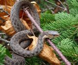 Rose City Wildlife Experts, Portland