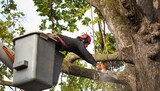 Digital Capital Tree Service, Madison