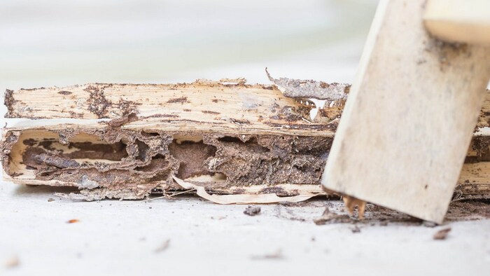  Profile Photos of Cary Termite Removal Experts 1 Fenton Main St - Photo 1 of 1