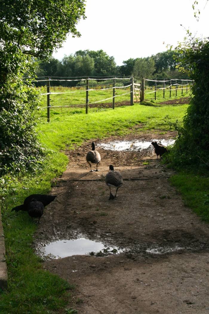  Ellbridge of Ellbridge Livery Yard & Beckers Equestrian Lower South Wraxall - Photo 2 of 6