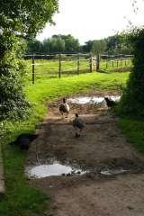  Ellbridge Livery Yard & Beckers Equestrian Lower South Wraxall 