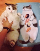 Suddenly Cat, Singapore