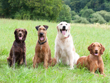Board My Paws, Bringelly