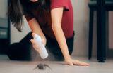 Brown Reclusinator Pest Control, Wichita