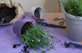 Brown Reclusinator Pest Control, Wichita
