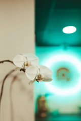 Alora Wellness & Spa, Eugene