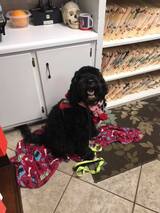 Our therapy puppy Vibe Dental of Huntsville 1807 University Dr NW 