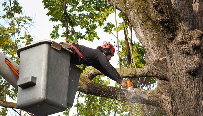  Profile Photos of Southern Folk Tree Service 448-472 Suffolk Ave - Photo 1 of 1