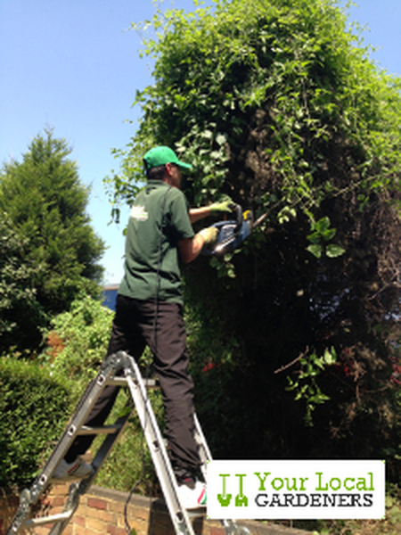  Profile Photos of Your Local Gardeners in Kingston Kingston Hall Rd. - Photo 3 of 3