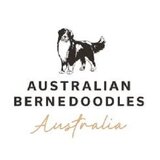  bernedoodle puppies Southern Highlands 
