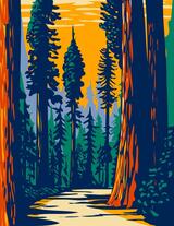 Redwood Trees, Euxton