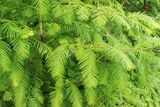 Redwood Trees, Euxton