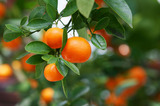 Aumann's Building & Garden Supplies, Templestowe
