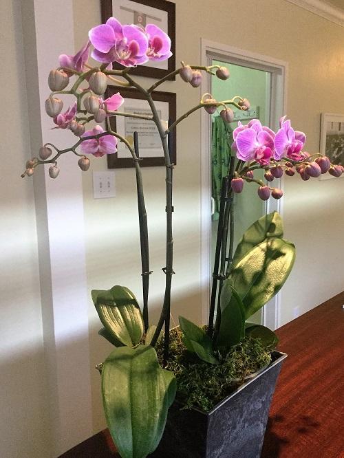 Profile Photos of Well Being Dentistry 3993 Stevens Creek Blvd - Photo 1 of 3