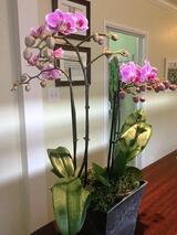  Well Being Dentistry 3993 Stevens Creek Blvd 